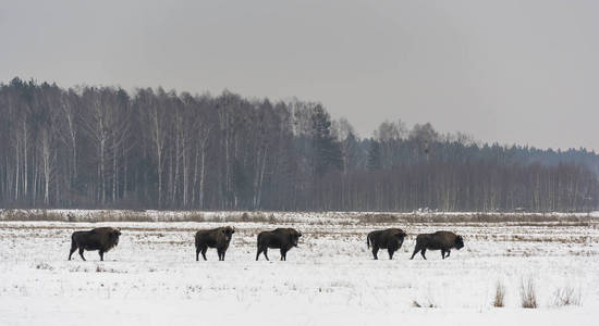 欧洲野牛在国家公园Bialowieza在冬天在一个开放的雪田与桦树在背景波兰。