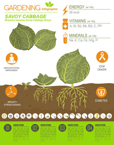 萨沃伊甘蓝有益的特征图形模板。 园艺农业信息图，它是如何生长的。 平面风格设计。 矢量插图
