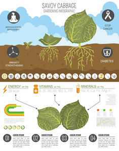 萨沃伊甘蓝有益的特征图形模板。 园艺农业信息图，它是如何生长的。 平面风格设计。 矢量插图