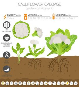 菜花白菜有益特征图形模板。 园艺农业信息图，它是如何生长的。 平面风格设计。 矢量插图