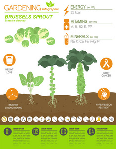 布鲁塞尔发芽卷心菜有益的特征图形模板。 园艺农业信息图，它是如何生长的。 平面风格设计。 矢量插图