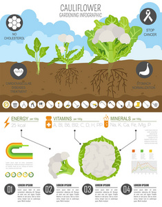 菜花白菜有益特征图形模板。 园艺农业信息图，它是如何生长的。 平面风格设计。 矢量插图