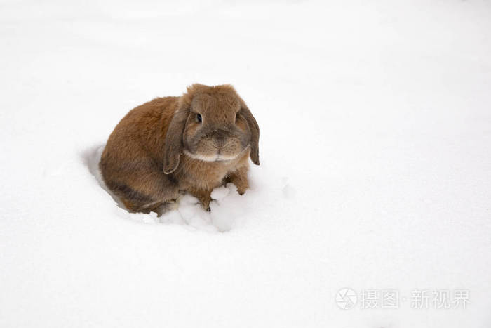 一只公羊品种的小装饰兔子吃雪挖洞冬天雪上的一只可爱的兔子