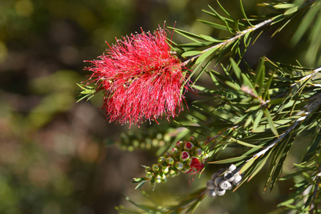 猩红色的瓶刷花拉丁名字叫愈伤组织coccineusmelaleucarugulosa