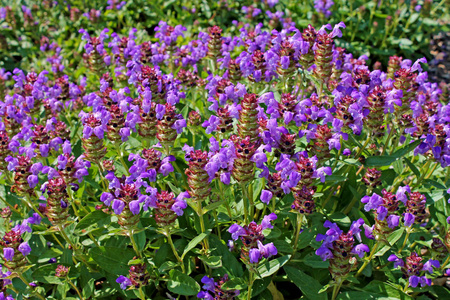 s herb, brownwort and blue curls.