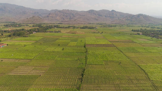 鸟瞰农业农田播种绿色，玉米，烟草田在农村背景山。印度尼西亚爪哇农村地区的农业作物。种植水稻的土地