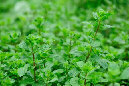 绿色薄荷植物生长在菜园里