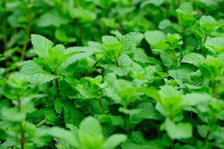 绿色薄荷植物生长在菜园里