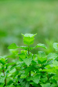 绿色薄荷植物生长在菜园里