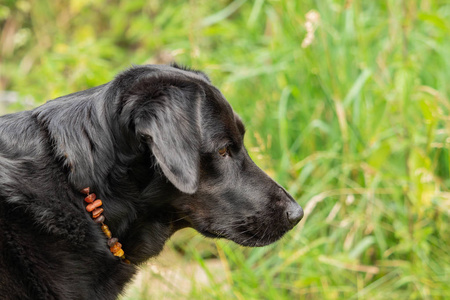 一只黑色拉布拉多猎犬在草地上