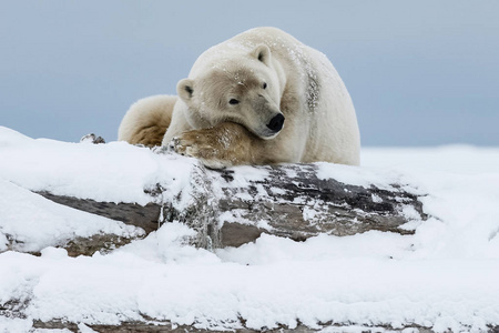 北极熊北极北部的捕食者。 北极熊在自然栖息地。