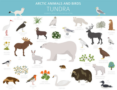 苔原生物群落。 陆地生态系统世界地图。 北极动物和鸟类信息图设计。 矢量插图