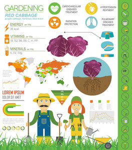 红甘蓝有益的特征图形模板。 园艺农业信息图，它是如何生长的。 平面风格设计。 矢量插图