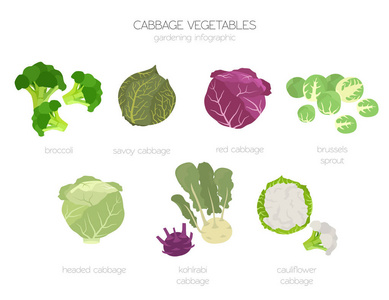 卷心菜有益的特征图形集。 园艺农业信息图，它是如何生长的。 平面风格设计。 矢量插图