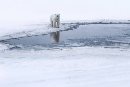 北极熊北极北部的捕食者。 北极熊在自然栖息地。