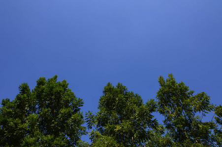蓝色天空背景下的树梢图片