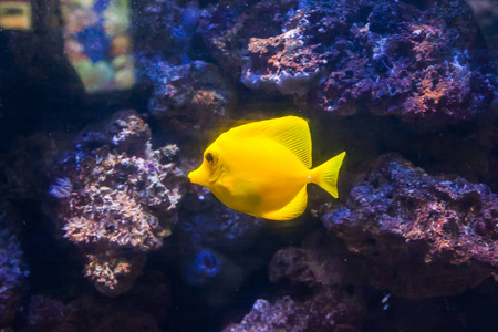 黄色外科医生鱼。 美丽而美丽的水下世界，有珊瑚和热带鱼。