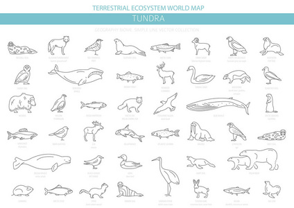 苔原生物群落。 简单的线条风格。 陆地生态系统世界地图。 北极动物鸟类鱼类和植物的信息设计。 矢量插图