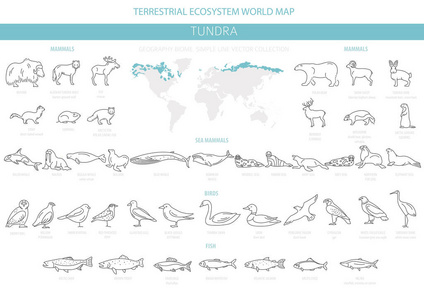 苔原生物群落。 简单的线条风格。 陆地生态系统世界地图。 北极动物鸟类鱼类和植物的信息设计。 矢量插图
