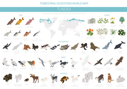 苔原生物群落。 等距三维风格。 陆地生态系统世界地图。 北极动物鸟类鱼类和植物的信息设计。 矢量插图