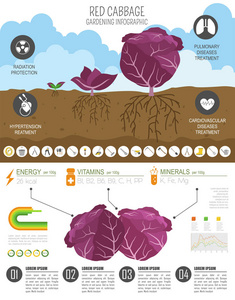 红甘蓝有益的特征图形模板。 园艺农业信息图，它是如何生长的。 平面风格设计。 矢量插图