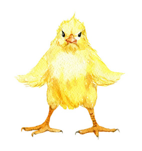 可爱的小鸡与展开翅膀隔离白色背景水彩插图照片