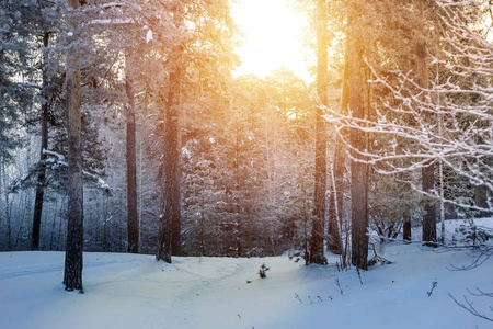 冬天雪林里阳光明媚