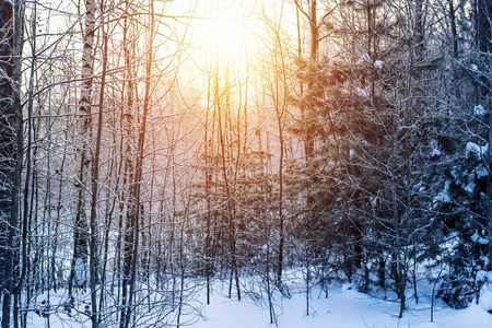 冬天雪林里阳光明媚