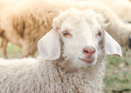 夏天村庄里一个可爱的白色山羊农场的肖像。