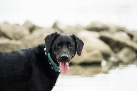 水边一只黑色的拉布拉多犬