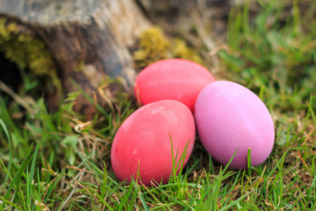 三个粉红色和红色的传统复活节彩蛋在草地上，天然木材在背景上。