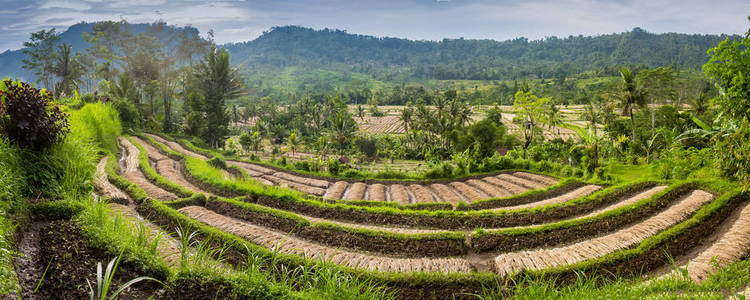 草莓露台种植园的山景早晨与柔和的薄雾和高山背景, 太阳在 doi ang khang, 草莓农田, 清迈, 泰国北部