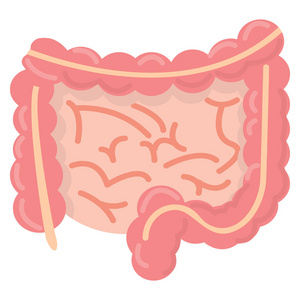 肠道人体消化系统图标，矢量说明平面设计上白色隔离。彩色图形