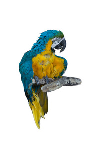 被隔绝的 macaw 鹦鹉鸟