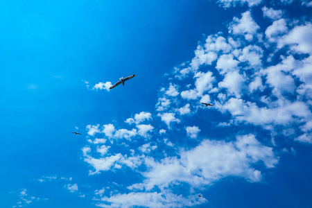 一只美丽的海鸥在蓝色的夏天天空中飞翔。 一群海鸟在多云的天空背景下自由的概念。