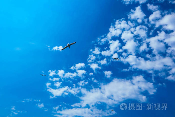一群海鸟在多云的天空背景下自由的概念.