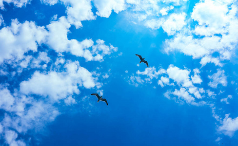 美丽的海鸥在明亮的夏天蓝天上飞翔。 几只海鸟在多云的天空背景下自由的概念。