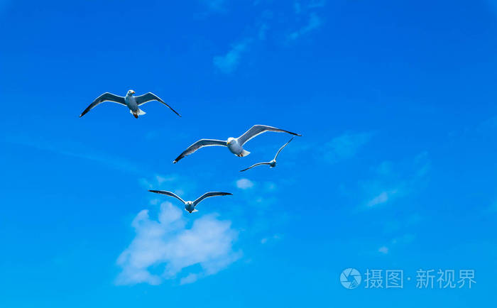 一群海鸟在多云的天空背景下自由的概念.