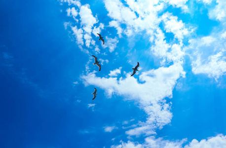 美丽的海鸥飞图片-美丽的海鸥飞素材-美丽的海鸥飞插画-摄图新视界