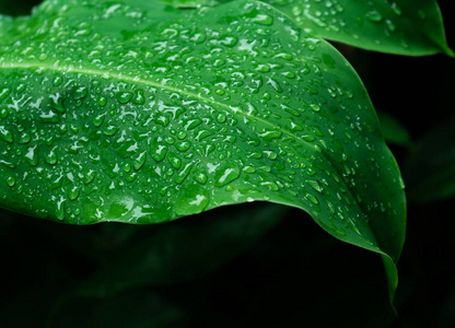 雨后滴在床单上