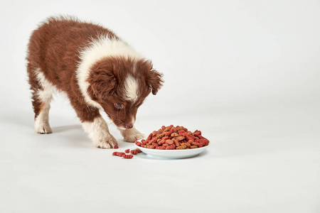 小狗在看狗粮. 狗从白色的碗里吃,白色的背景照片