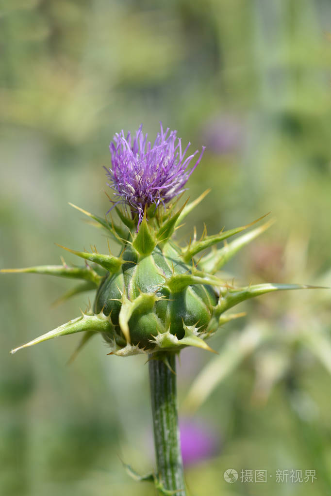 乳蓟拉丁名称水飞蓟