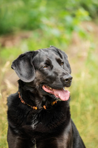 草地上一只黑色拉布拉多猎犬