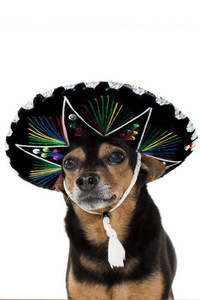 墨西哥马里亚奇狗。 滑稽的钳子戴着传统的帽子参加狂欢节独立日或万圣节。 在白色背景下孤立拍摄。