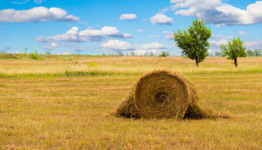 草垛或草垛在草地上。 夏天的乡村景观，田野上有一排稻草捆。 有干草卷的农业景观。