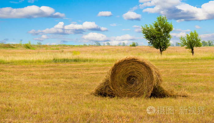 草垛或草垛在草地上. 夏天的乡村景观,田野上有一排稻草捆.