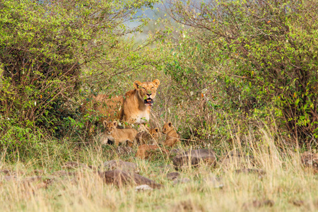 在肯尼亚的马赛马拉国家公园的灌木丛中有幼狮和幼狮