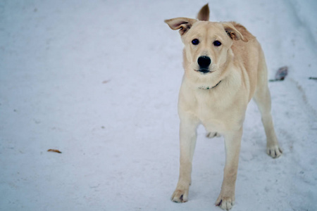 寒冷冬天雪艺术中不幸的狗的肖像。