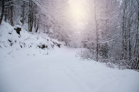 雪覆盖冬季的森林里的树木