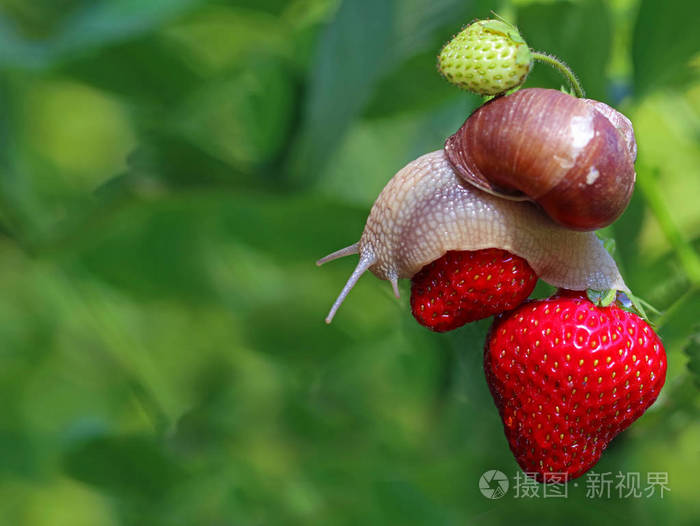 蜗牛爬行在红色成熟的草莓在花园与复制空间在自然绿色 bukeh照片-正